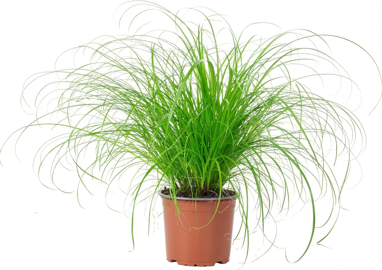 Echtes Katzengras Cyperus alternifolius Zumula Zimmerpflanze