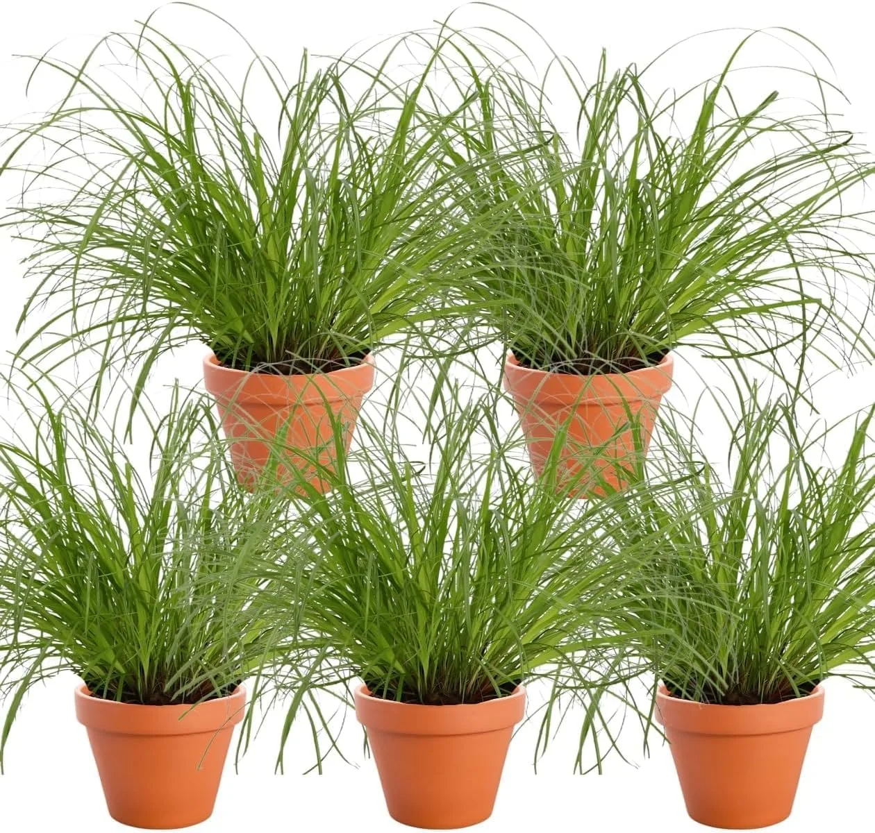 Katzengras 5er-Pflanzenset
