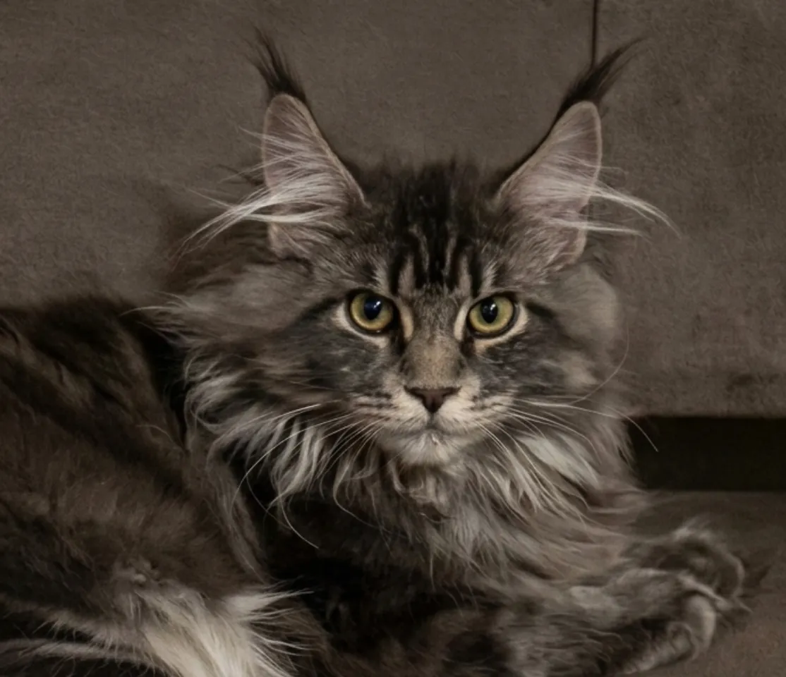 Raomi – Maine Coon Katze