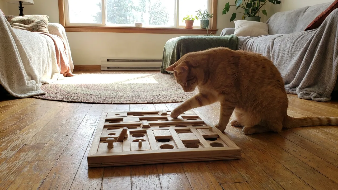 Katze spielt mit einem Fummelbrett-Intelligenzspielzeug