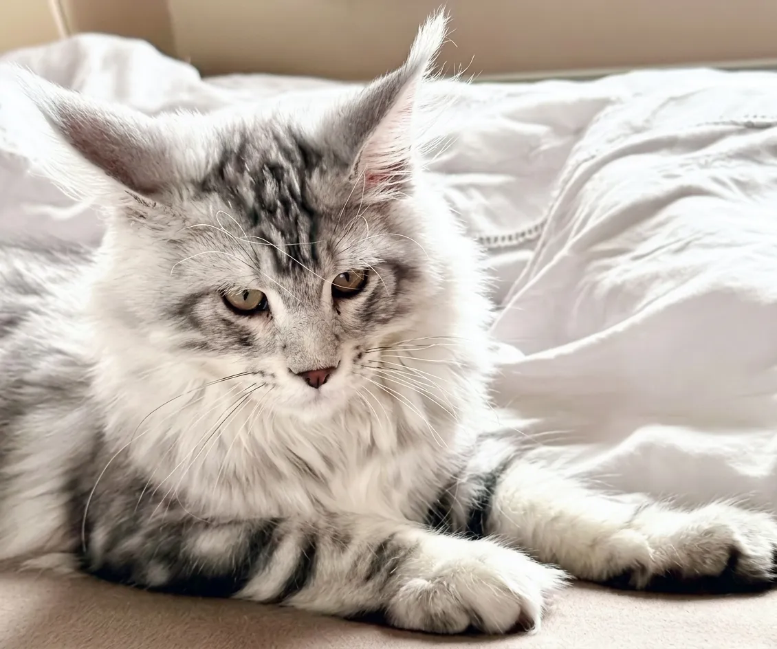 Venko – Maine Coon Kater